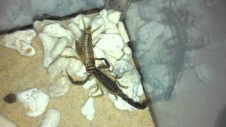 Androctonus Bicolor Vid 2 Fat tailed Scorpion [upl. by Scottie513]