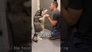 Comforting our sad dog while we move dogs dog husky dogshorts huskies [upl. by Wrand]