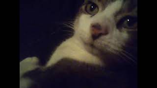 Relaxed cat purrs loud while laying on human lap and a dog cameo for 37 seconds [upl. by Reine]