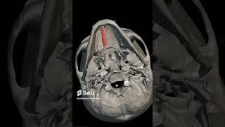 geniohyoid muscle [upl. by Ehsom]