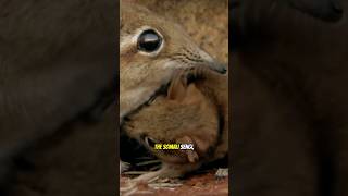 More Miraculous Comebacks 5 Animals Once Thought Extinct Rediscovered  Part 2 [upl. by Albion]