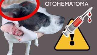 Como drenar la oreja de tu Perro Otohematoma en el oido [upl. by Salter742]