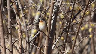 【野鳥】Redbreasted Flycatcher ニシオジロビタキのオス（Ｈ29112）③ [upl. by Arlen284]