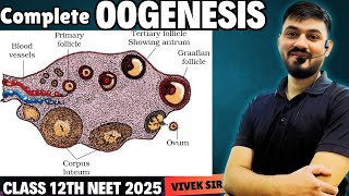 Oogenesis  Gametogenesis  Human Reproduction class 12  Part6  by Vivek Sir [upl. by Frederic]