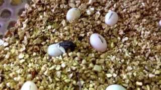 Sphaerodactylus argus hatching [upl. by Orva]