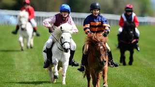 Shetland pony racing [upl. by Mikes18]