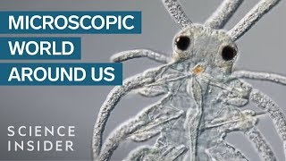 AwardWinning Footage Of The Microsopic World Around Us [upl. by Lucy412]