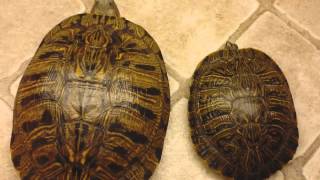 slider turtles MATING timelapse [upl. by Gabriele959]