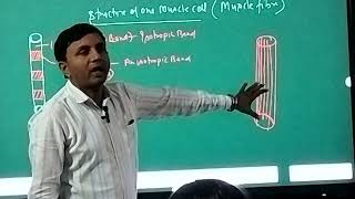 Detail structure of muscle cell  Contractile proteins its types  types of muscle fibers [upl. by Alilahk]