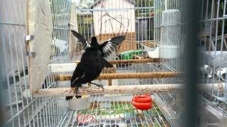 Negrito cantando 20160319 Cuban bullfinch Melopyrrha nigra [upl. by Doley]