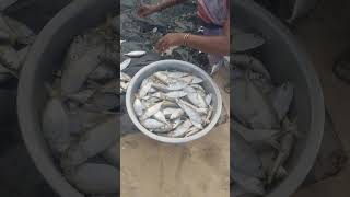 Fish Auction at Puri Sea beach 😱 fishing fishermanlifestyle boat [upl. by Mather]