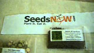 SeedsNowcom Review [upl. by Pennebaker960]