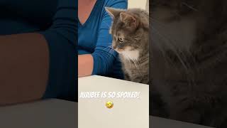 Jujubee is so spoiled 🤣 viralvideo cat family nature video loveviralshorts [upl. by Aleunamme]