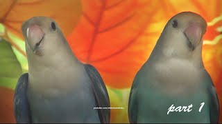 Lovebird Roseicollis Chirping Sounds in The Morning Blue and Green  Part 1 [upl. by Alberta]