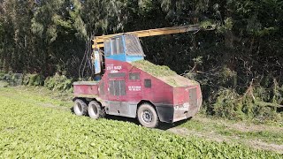 Hedge Trimmer At Work Clean Up Time [upl. by Battista]