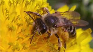 Andrena denticulata mining bee [upl. by Etnud]