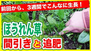 【ほうれん草の育て方】間引きと追肥のやり方！1回目の間引きから3週間、こんなに大きく！！～狭い庭で家庭菜園～ [upl. by Olli]