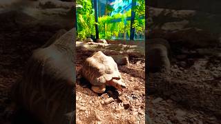 Radiated Tortoise in Canada startortoise torontozoo tortoise shortsfeeds canada [upl. by Coppola]