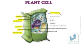 Biology videos Plant cell  Plant cell parts of plant cell chloroplast cell wall mitochondria [upl. by Lamhaj]