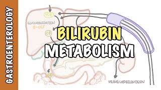 Bilirubin Metabolism  unconjugated and conjugated bilirubin [upl. by Bergquist265]