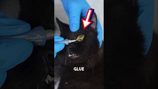 Putting glue in cats eyes Explained 😱 shorts oddlysatisfying [upl. by Nylsaj291]