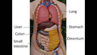 Gastrointestinal anatomy and physiology Part 1 [upl. by Pallas486]