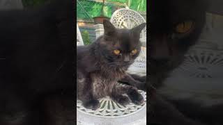 Black Cat Sitting Like A Human😻 blackcat cute sitting viralvideo shorts [upl. by Steffin]