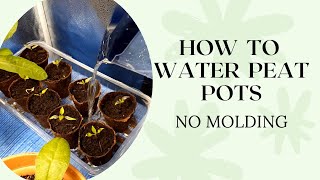 Gardening tips Best way to water Peat potsJiffy Pots [upl. by Eicaj786]