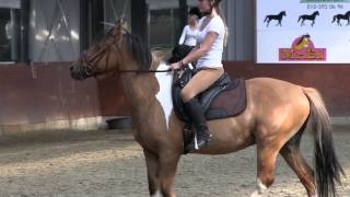 Marley Dressage Lessons Raws [upl. by Marie]