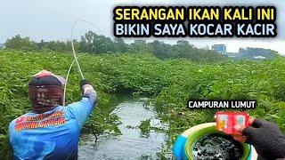 CAMPURAN LUMUT DARI SUBSCRIBER INI TERNYATA AMPUH UNTUK UMPAN MANCING IKAN NILA [upl. by Clercq]