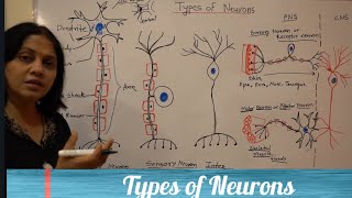 Types of neurons sensory motor and interneurons [upl. by Ozzy]