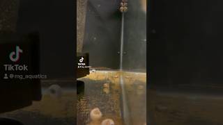 Prepping the fishroom for hurricane milton aquarium fishaquarium cleaning l144 pleco fish [upl. by Kiyohara]