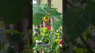 My Carolina Reaper Peppers dehydrating dehydrator carolinareaperpepper hotstuff homegrown [upl. by Aihsile]