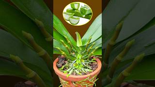 The method of reviving orchids using aloe vera is 100 successful [upl. by Nomyar]