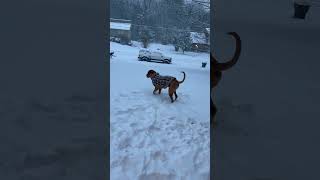 Killer dog Bruce’s first snow [upl. by Ecirtemed]