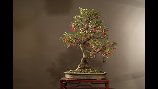 Elaeagnus Silverberry or Oleaster Bonsai [upl. by Cara]