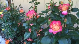 The Floribunda Rose Garden Today [upl. by Nosrak62]