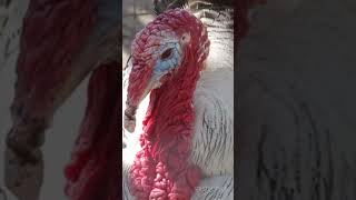 FACT  Turkeys animals wildanimalfacts wildlife [upl. by Serles956]