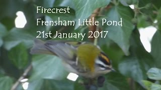 Firecrest  Frensham Little Pond [upl. by Llemert]