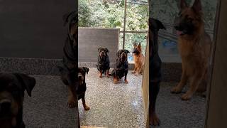 Pack Of Namitaology Ready To Attack shorts doglover namitaology [upl. by Anitnas]