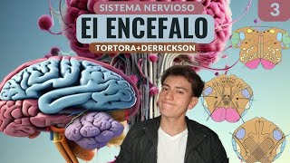 TODO lo que un ESTUDIANTE debe saber del ENCEFALO TortoraDerrickson [upl. by Nennek]