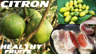 HOW TO EATING CITRON FRUIT SKILLS IN TRADITIONAL STYLE AMAZING BENEFITS OF DABBAKAYA CITRON RECIPE [upl. by Nnayrrehs]