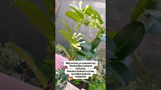 Yasemin 🤍🪷 keşfet çiçek sorts plants flowers yasemen yasamin mutluluk keşfetteyiz kesfet [upl. by Cilla]