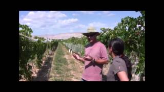 Dr Horst Caspari explains grapevine training systems part 2 [upl. by Noah]