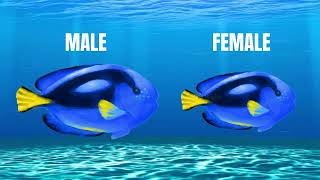 Blue Tang facts  Blue Surgeonfish  Meta Magics [upl. by Carline]