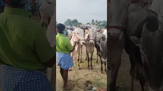 Kundarapalli Friday market Krishnagiri tn24sakthivlogs cow [upl. by Ambrogio973]