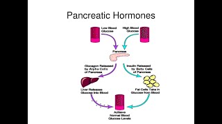 Regulation of Blood Glucose by Pancreatic Hormones Insulin Glucagon Amylin Somatostatin [upl. by Darum]