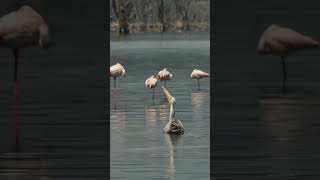 Lake Nakuru National Park Kenya [upl. by Zsamot]