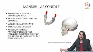 TMJ Anatomy amp Function [upl. by Hacceber]