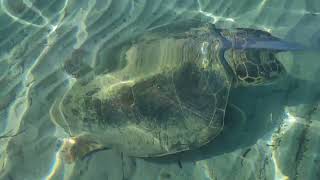 Close encounter with a caretta caretta turtle at Laganas Beach Zakynthos Greece [upl. by Hort]